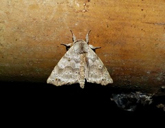 Olceclostera magniplaga