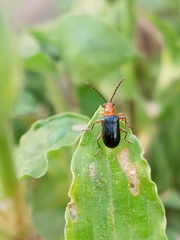 Neolema dorsalis