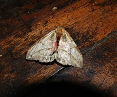 Austrolippa cruenta