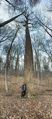 Liriodendron tulipifera