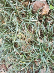 Stenotaphrum secundatum