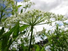 Sium latifolium