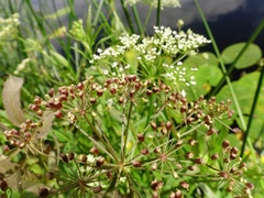 Sium latifolium