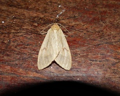 Phaegopterina