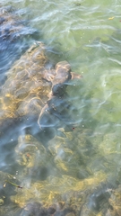 Ginglymostoma cirratum