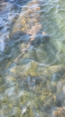 Ginglymostoma cirratum