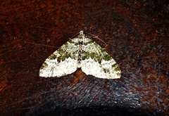 Larentiinae