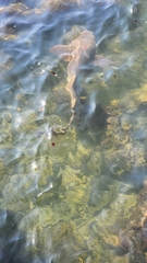 Ginglymostoma cirratum