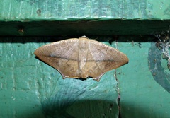 Prochoerodes flexilinea