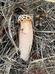 Lysurus periphragmoides