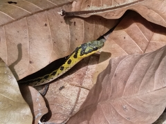 Erythrolamprus melanotus