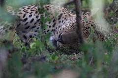 Panthera pardus kotiya