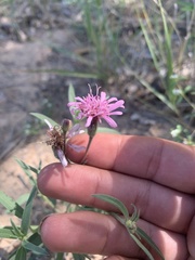 Palafoxia sphacelata