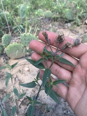 Palafoxia sphacelata