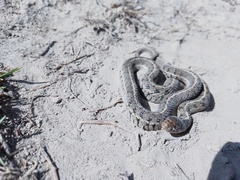 Thamnophis scaliger