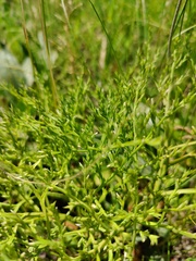 Goniolimon tataricum