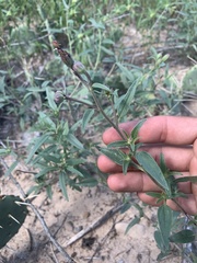 Palafoxia sphacelata