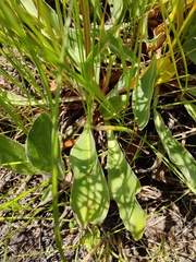 Goniolimon tataricum