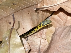 Erythrolamprus melanotus