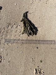 Codium fragile