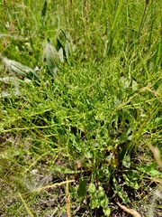 Goniolimon tataricum