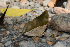 Archaeoprepona chromus