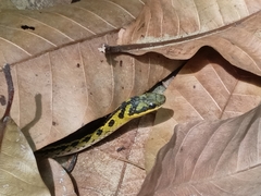 Erythrolamprus melanotus