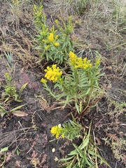 Solidago sempervirens