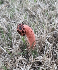 Lysurus periphragmoides