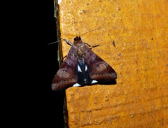 Melipotis fasciolaris