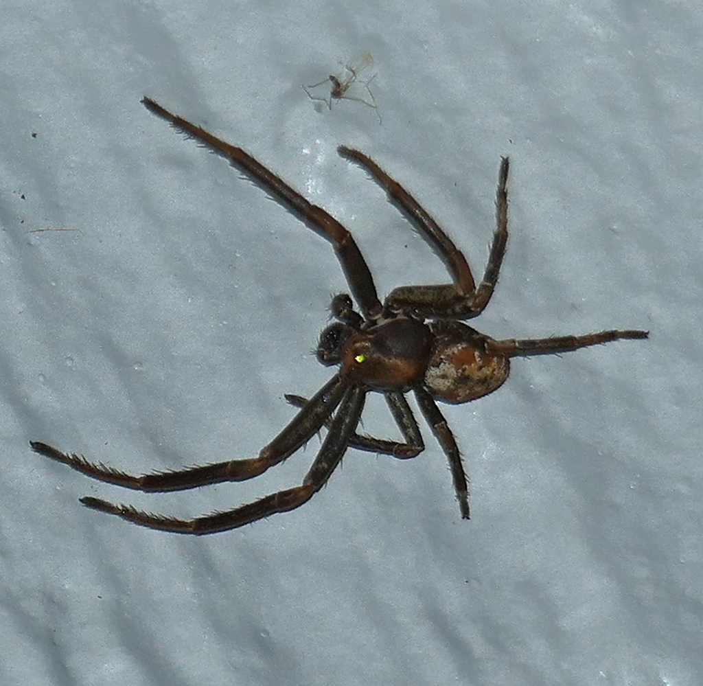 Xysticus apachecus