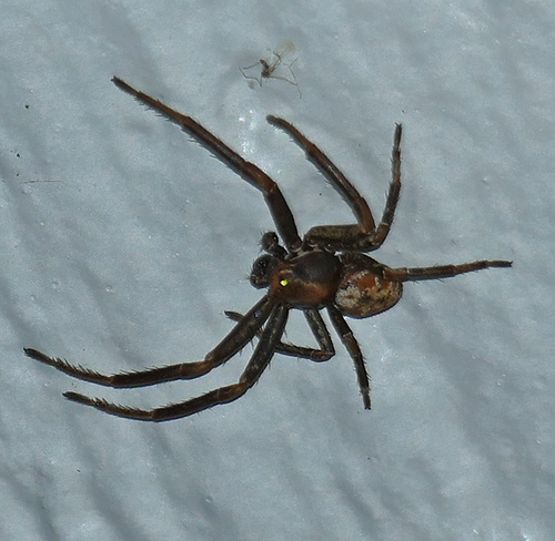 Xysticus apachecus