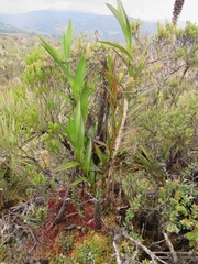 Epidendrum bogotense