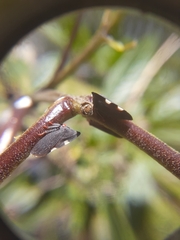 Enchenopa quadricolor