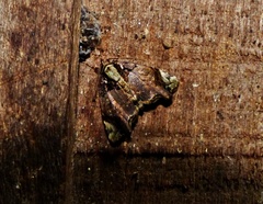 Drobeta