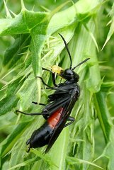 Macrophya annulata