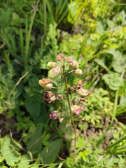 Verbascum phoeniceum