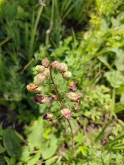Verbascum phoeniceum
