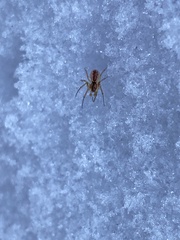 Neriene peltata