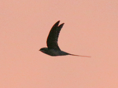 Hemiprocne coronata
