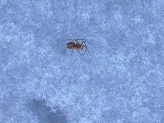 Neriene peltata