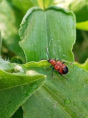 Neolema dorsalis