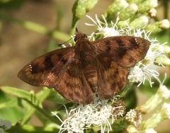 Nisoniades