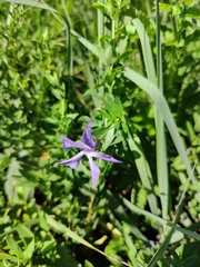 Vinca herbacea