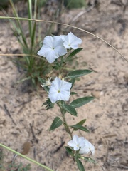 Euploca convolvulacea