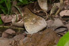 Archaeoprepona demophoon