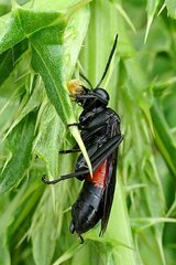 Macrophya annulata