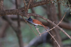 Terpsiphone paradisi