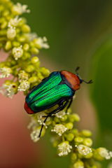 Leucocelis