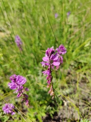 Polygala cretacea